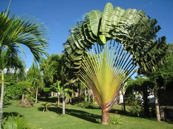 Ravenala (árvore do viajante) (Ravenala madagascariensis)