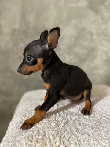Pinscher  - Foto 3