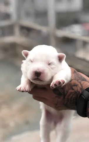 Pastor Suíço: Um cãozinho inteligente e companheiro fiel