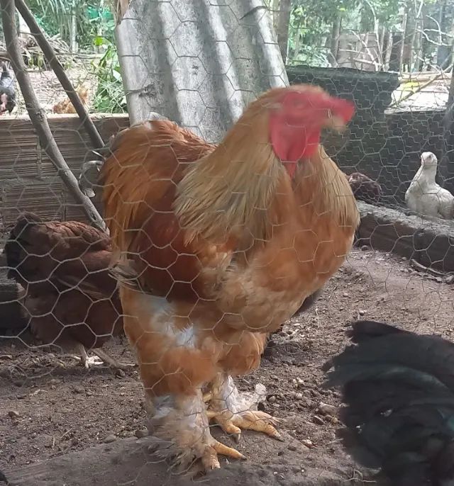 Pintinhos Brahma raça pura  - Foto 4