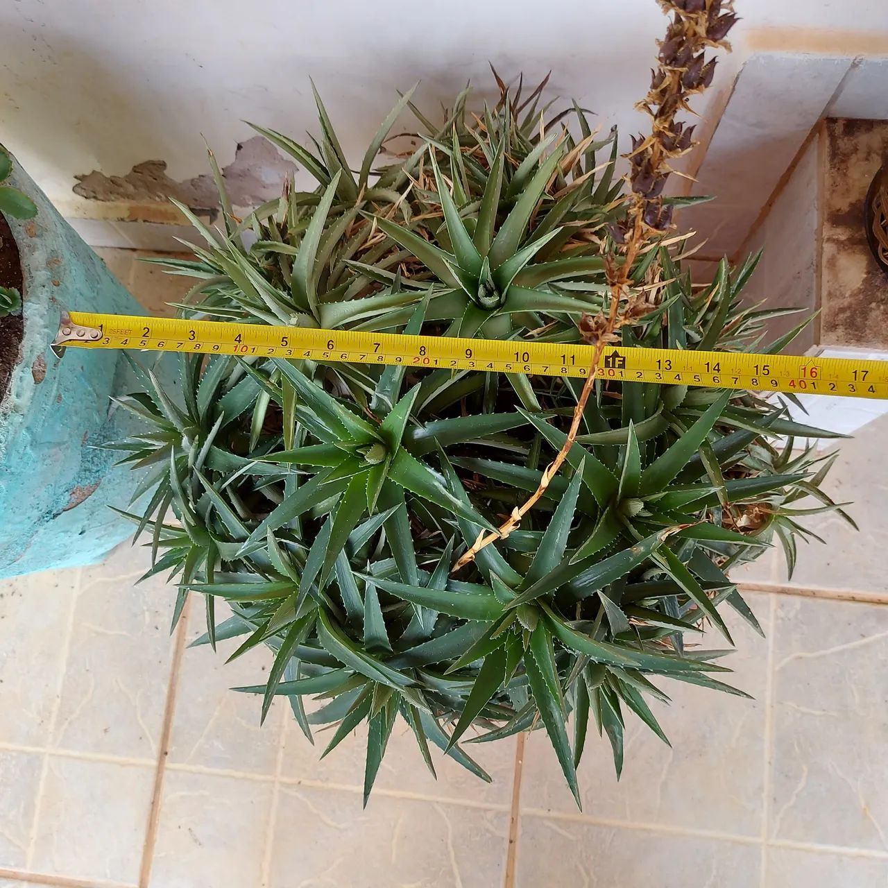 Dyckia brevifolia - Cacto - Suculenta - Foto 4