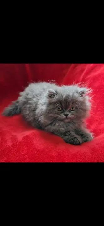 Persas diversas cores  - Foto 4