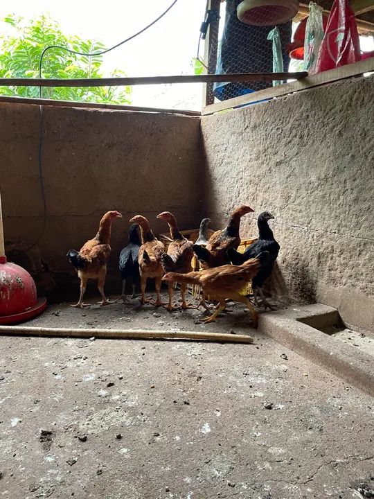 Frangos Caipiras para venda com 120 dias