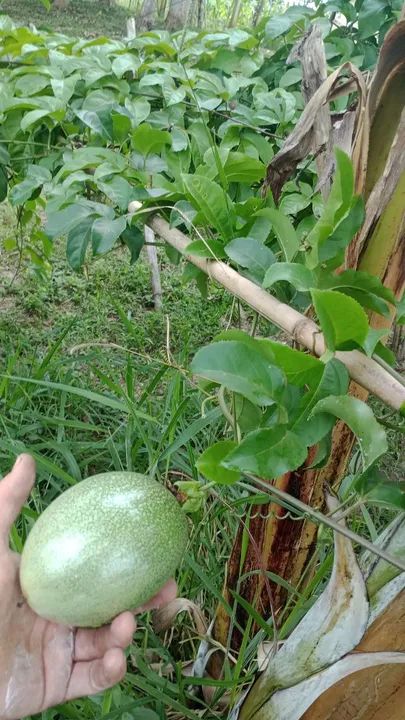 Mudas de maracujá Acedo  - Foto 4