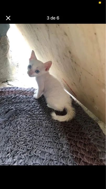 Gatinhos adoção responsável  - Foto 3