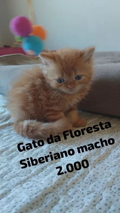 British, Angorá, Gato da Floresta e Chartreux  - Foto 2
