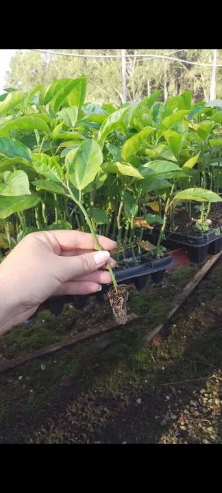 Mudas de maracujá Acedo 