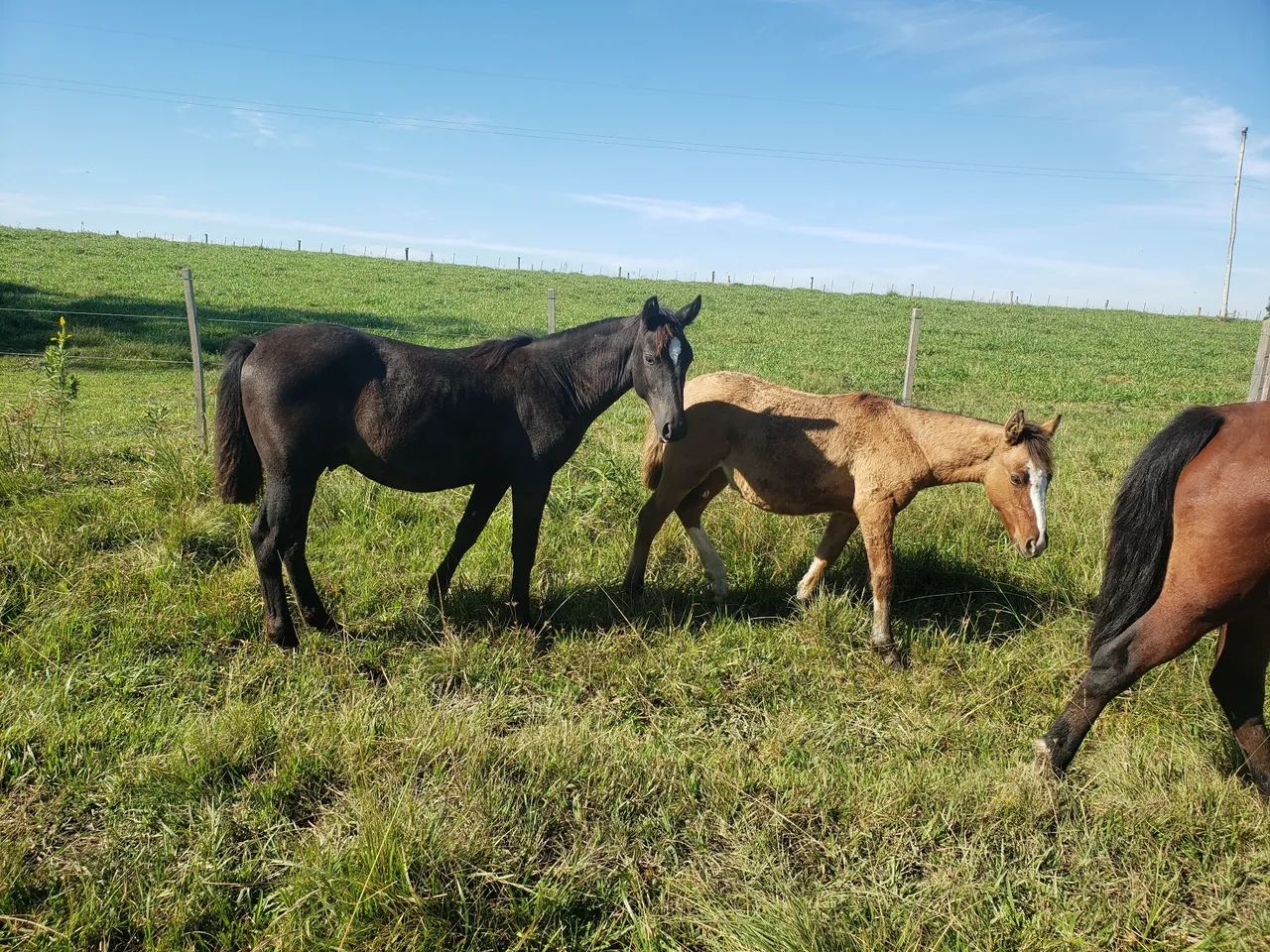 Potros Crioulos! - Foto 2