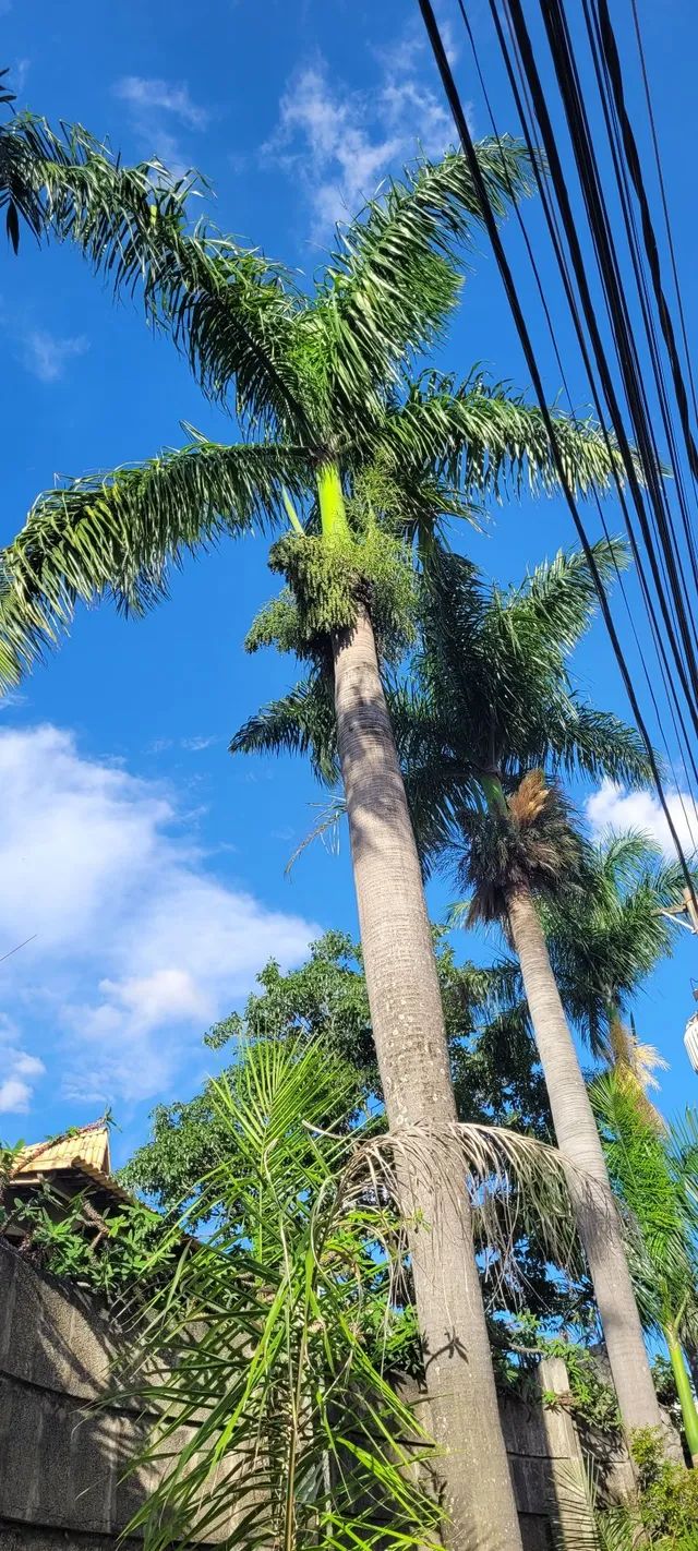 Palmeira Imperial  - Foto 4