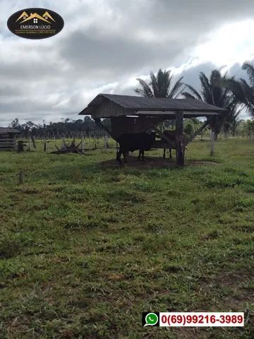 Sítio em boa Localização de Candeias do Jamari-RO - Foto 11