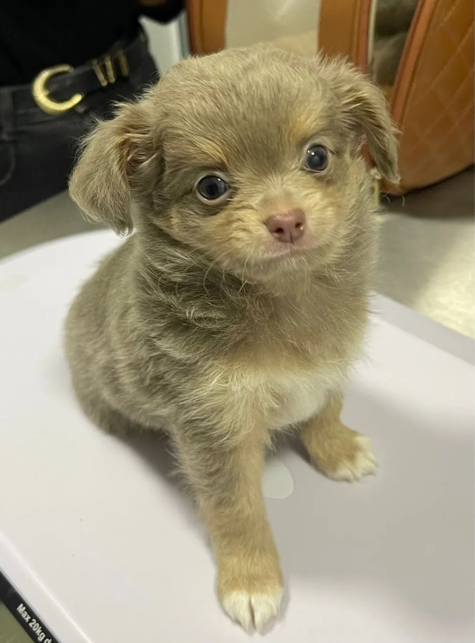 Filhote de Chihuahua - Pelagem Exclusiva - COM PEDIGREE