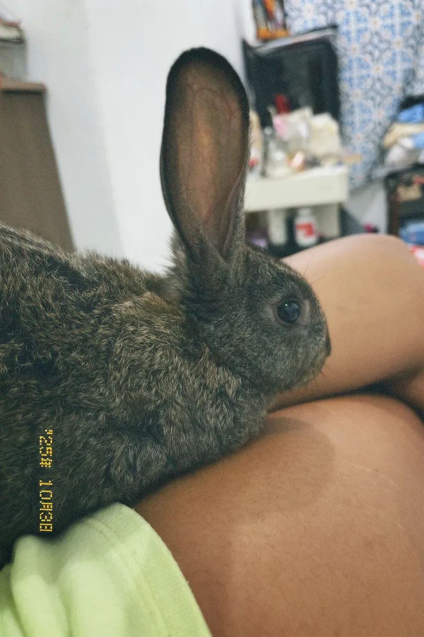 Doa-se Coelho com Gaiola