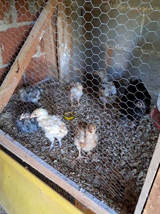 Pintinhos caipira de 35 dias para venda!