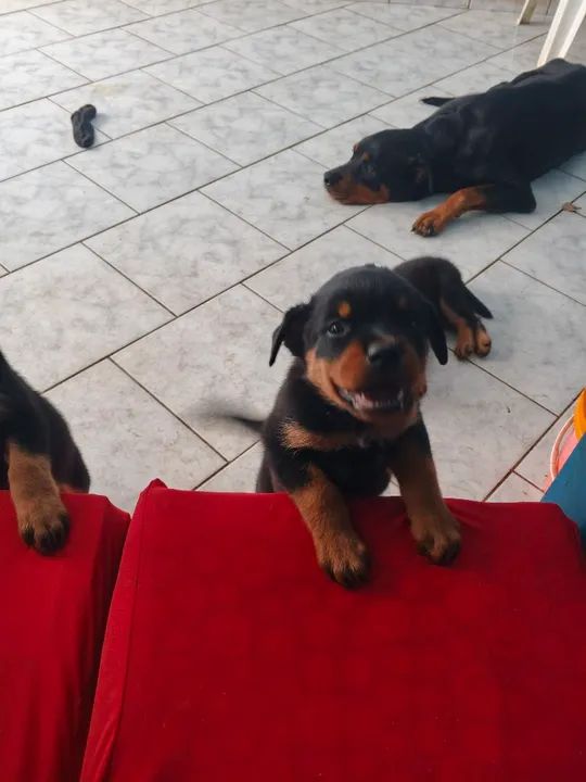 Filhotes Anápolis Goiás 