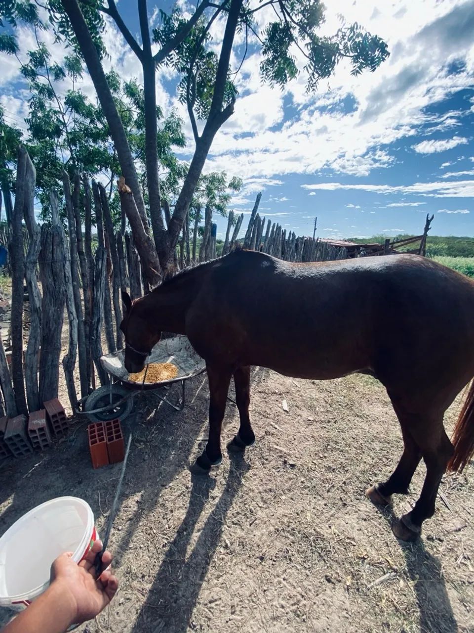 Cavalo para agropecuária troco em moto de trilha - Foto 2