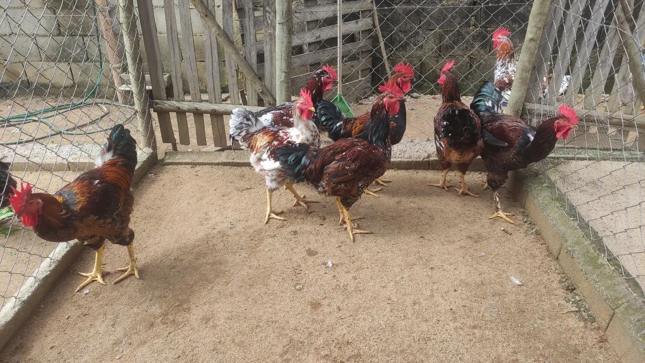Aves da raça GSB disponíveis para venda - Foto 3