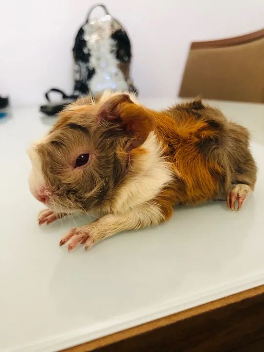 Porquinho da Índia Filhote - Foto 3