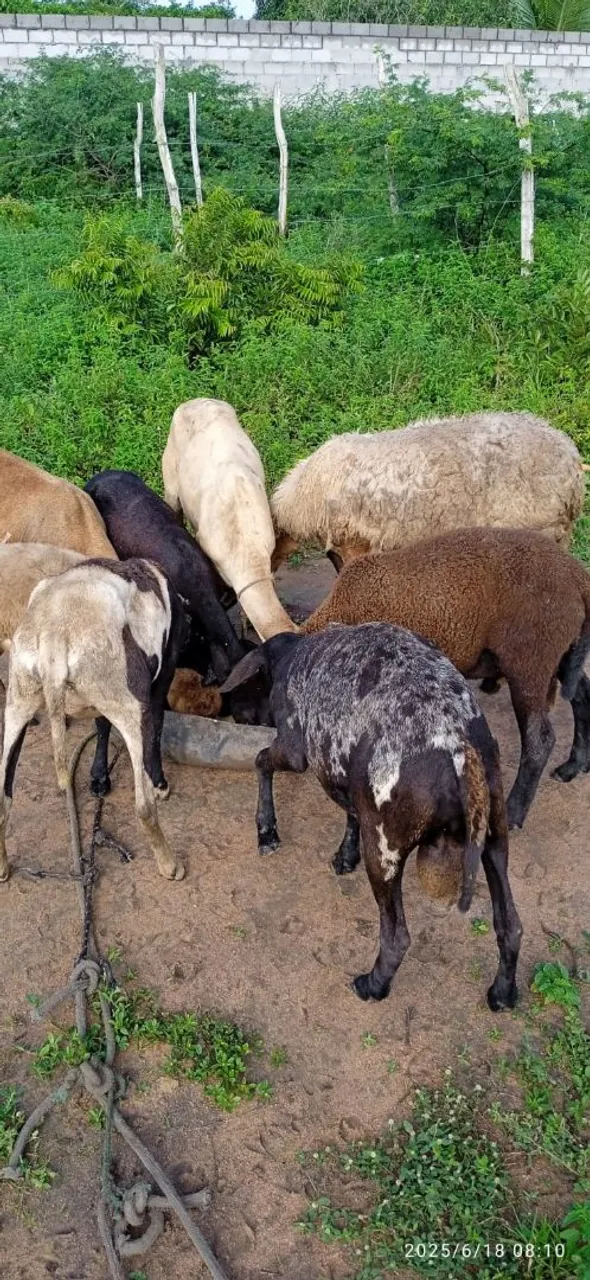 Ovelhas para criação