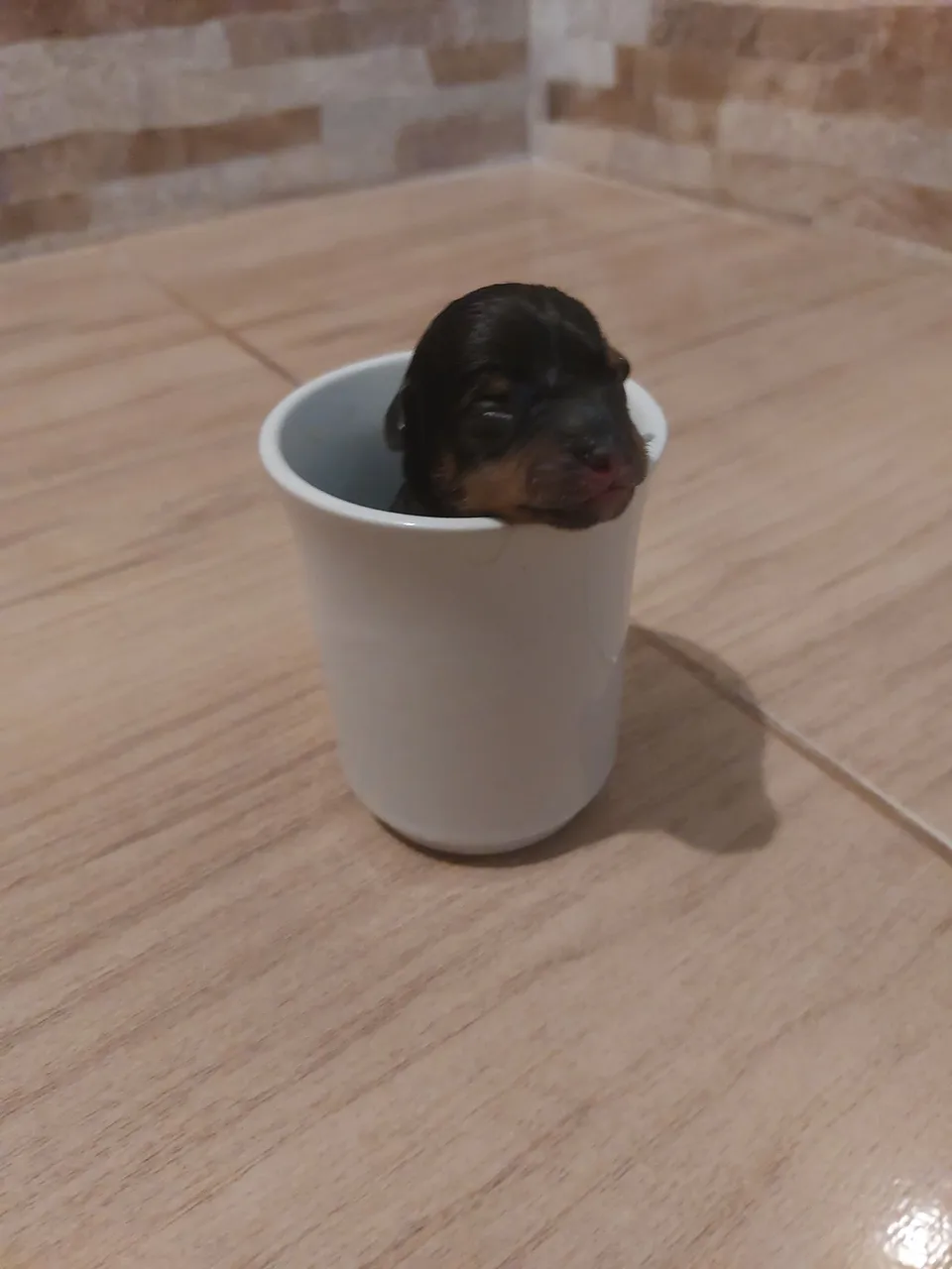 Filhote de Pinscher Miniatura