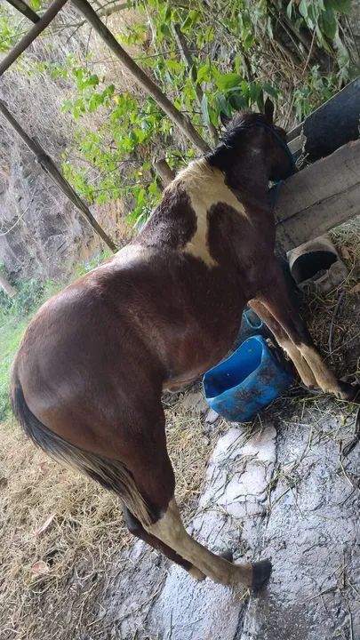 Cavalo poutro pampa  - Foto 3