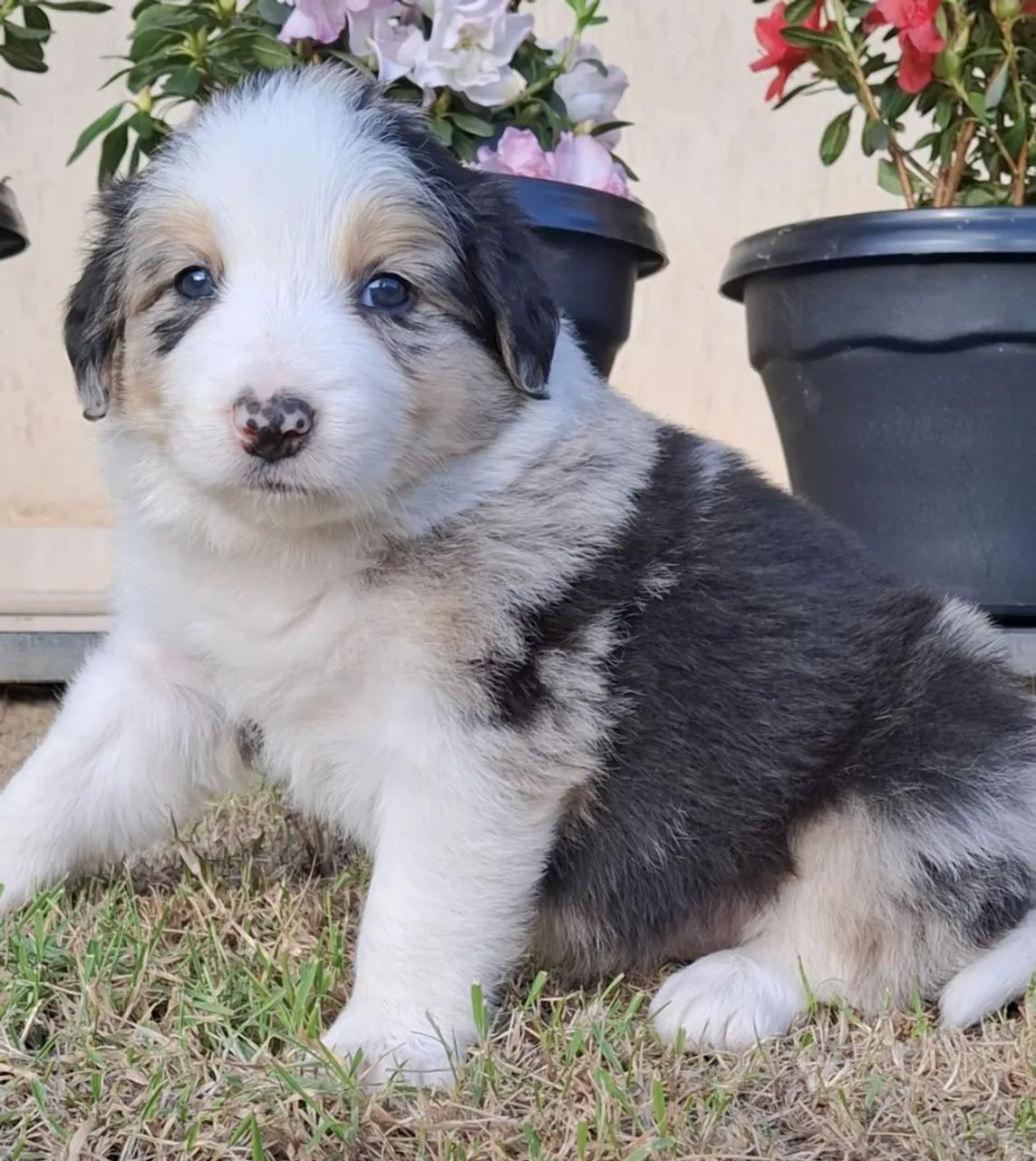 Border Collie filhotes disponíveis! Insta @border.collie.br