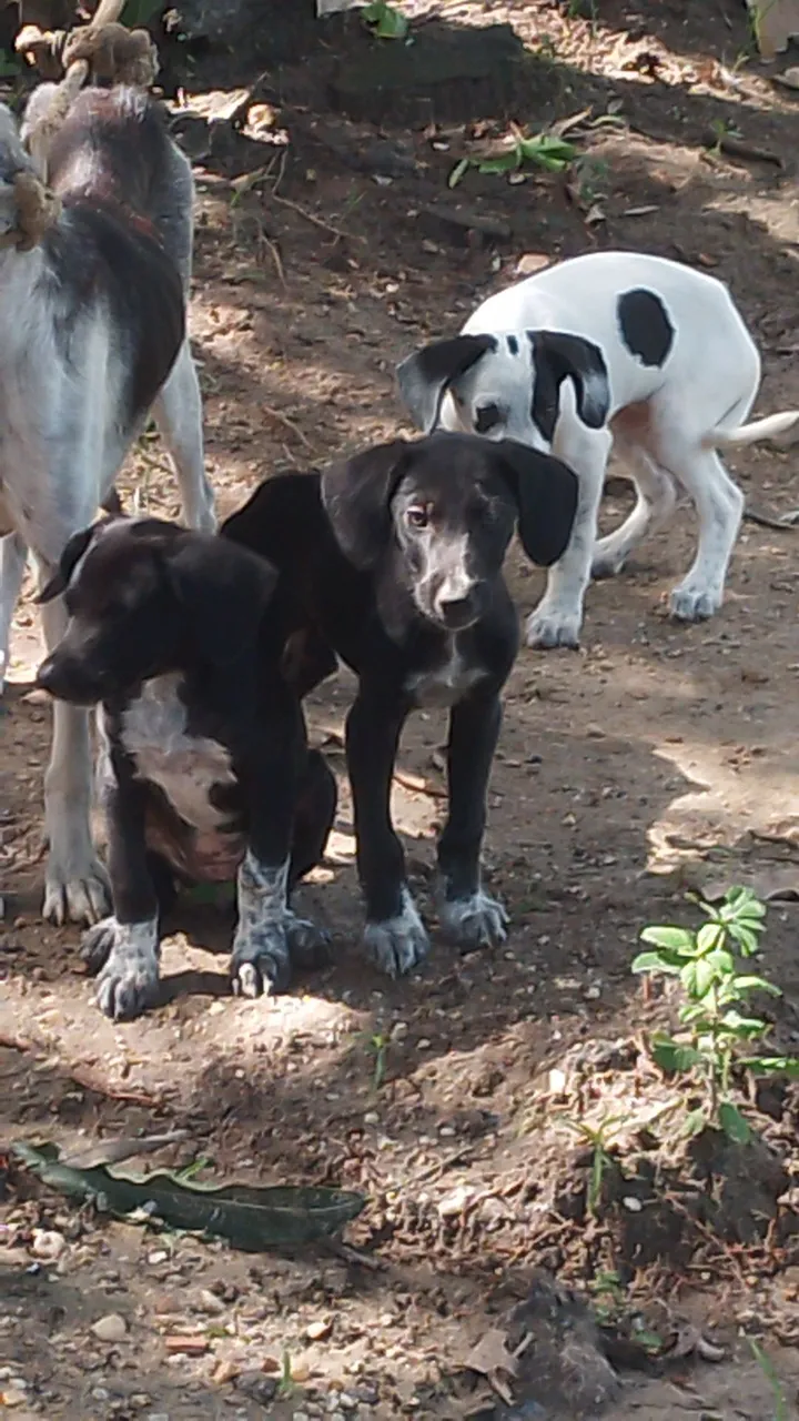 Filhotes de cães adoráveis disponíveis para adoção