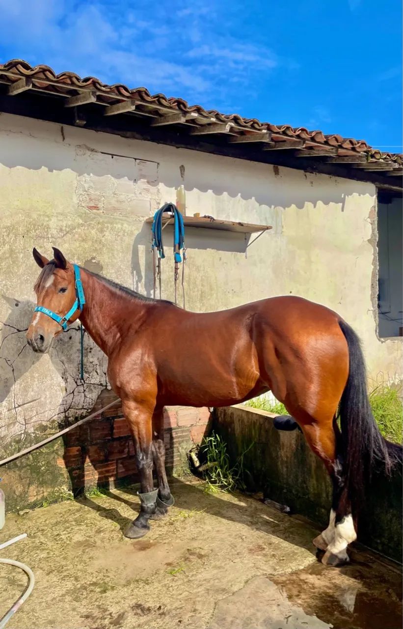 Égua craque na esteira* - Foto 6