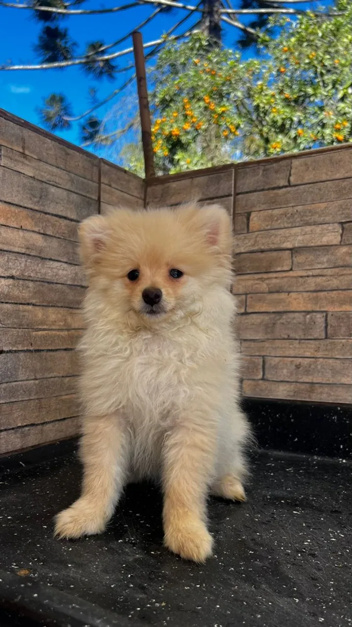 lulu da pomerania com envio para toda São Paulo