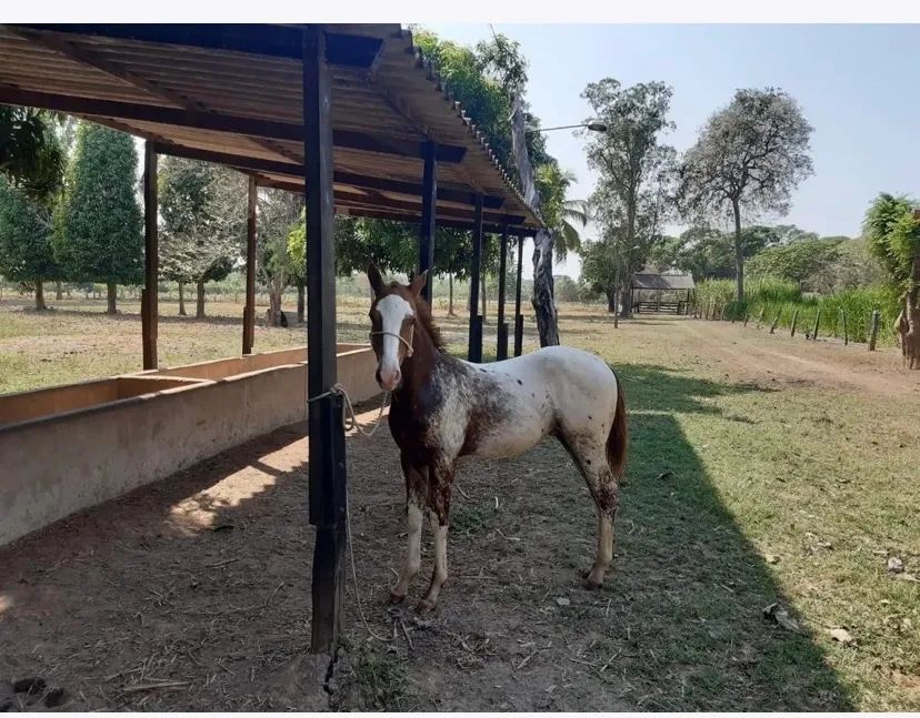 VENDO PESQUEIRO EM STO ANTÔNIO LEVERGER  - Foto 2