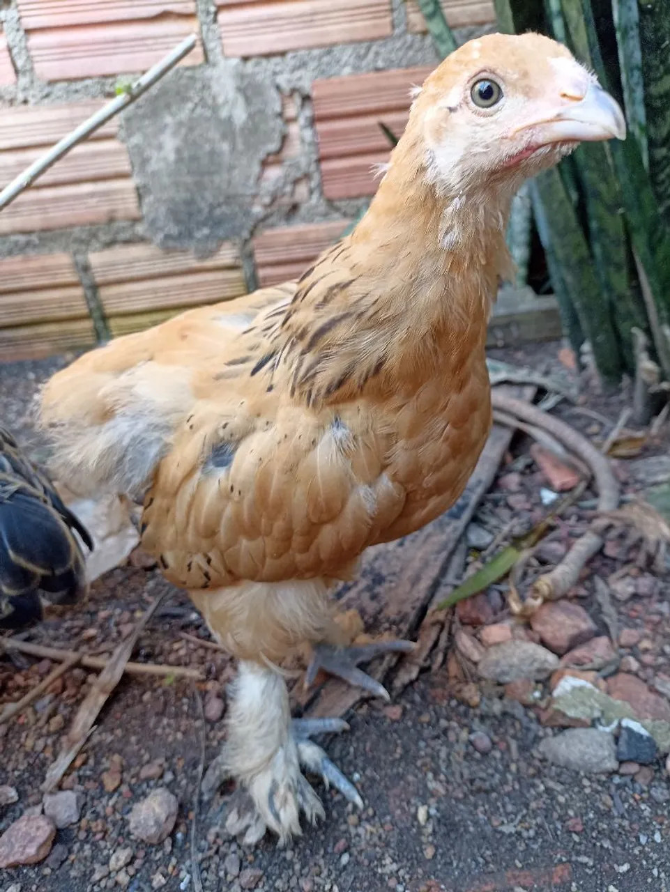 Frango de raça