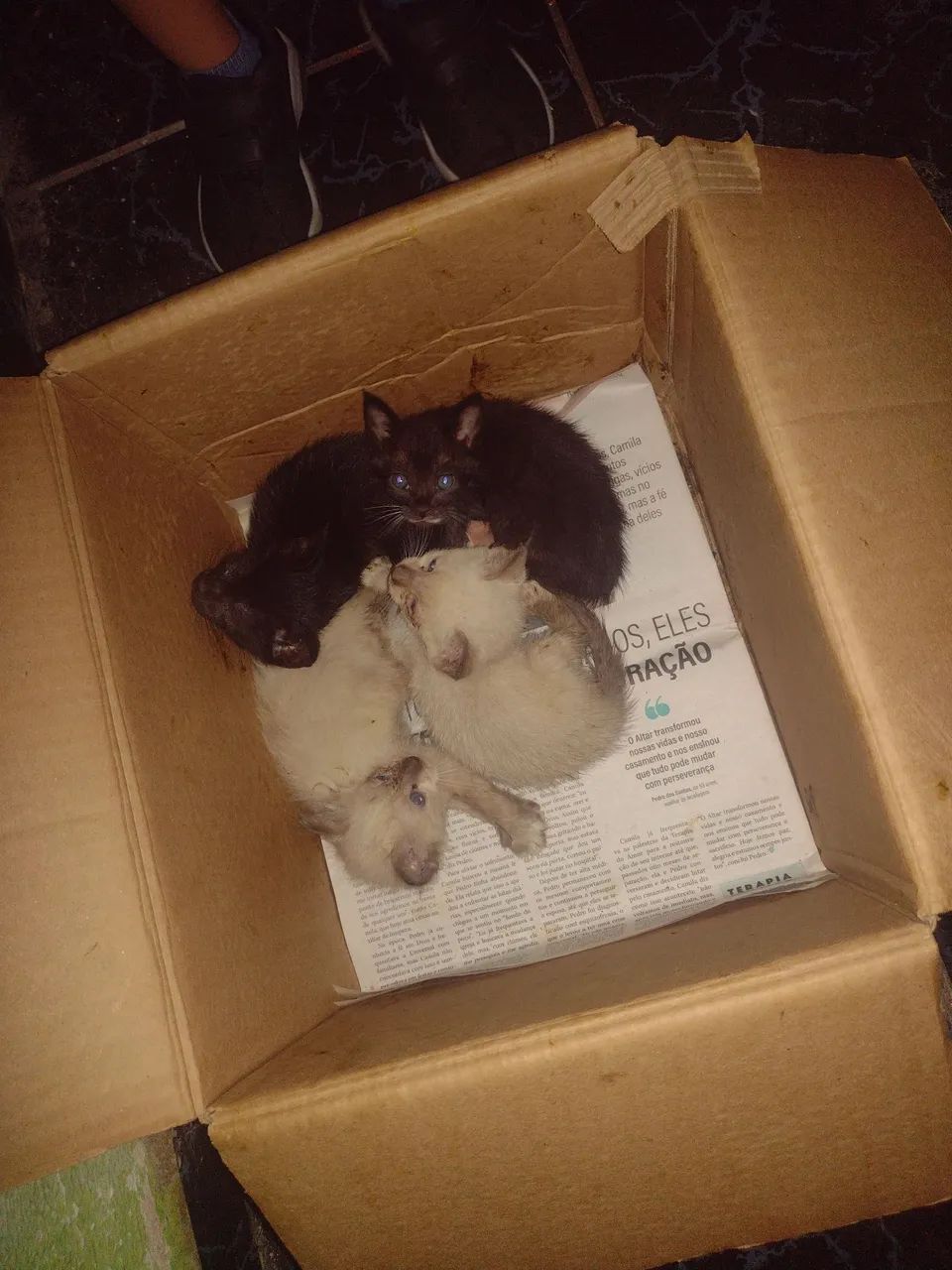 Quatro Gatinhos para Adoção - Foto 2