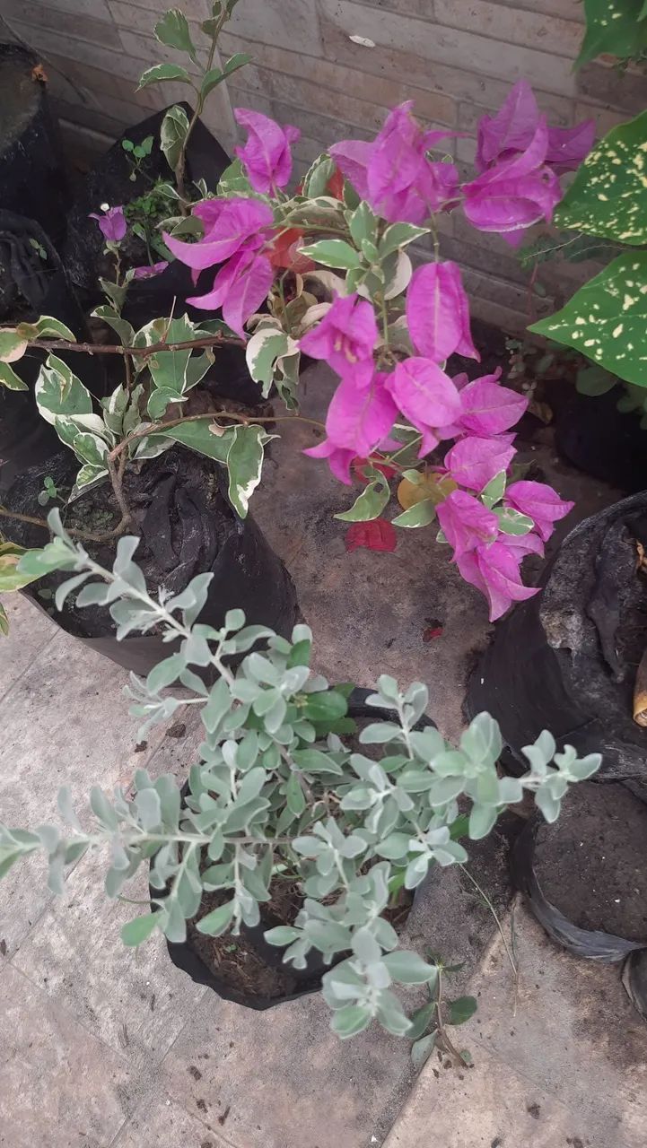 Adenium. Rosa do deserto. Plantas ornamentais, Árvores frutíferas, Enxertadas  - Foto 6