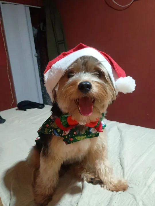 Yorkshire procurando namorada