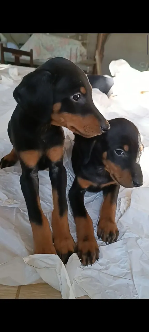 Filhotes doberman, 5 fêmeas e 3 machos.