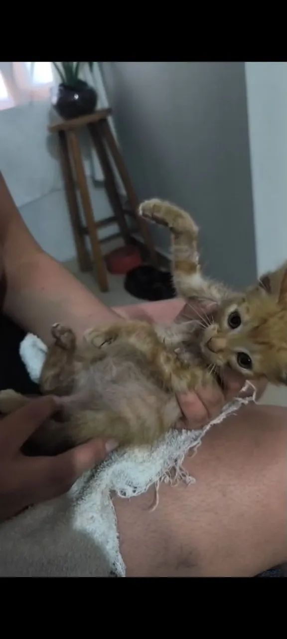 Gatinho doação  - Foto 2