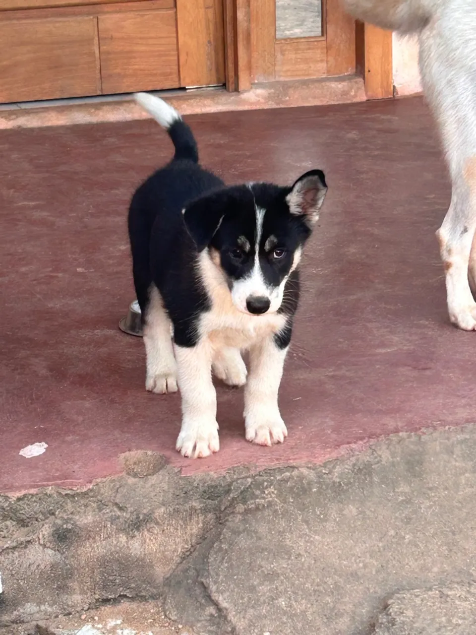 Filhote Husky Siberiano