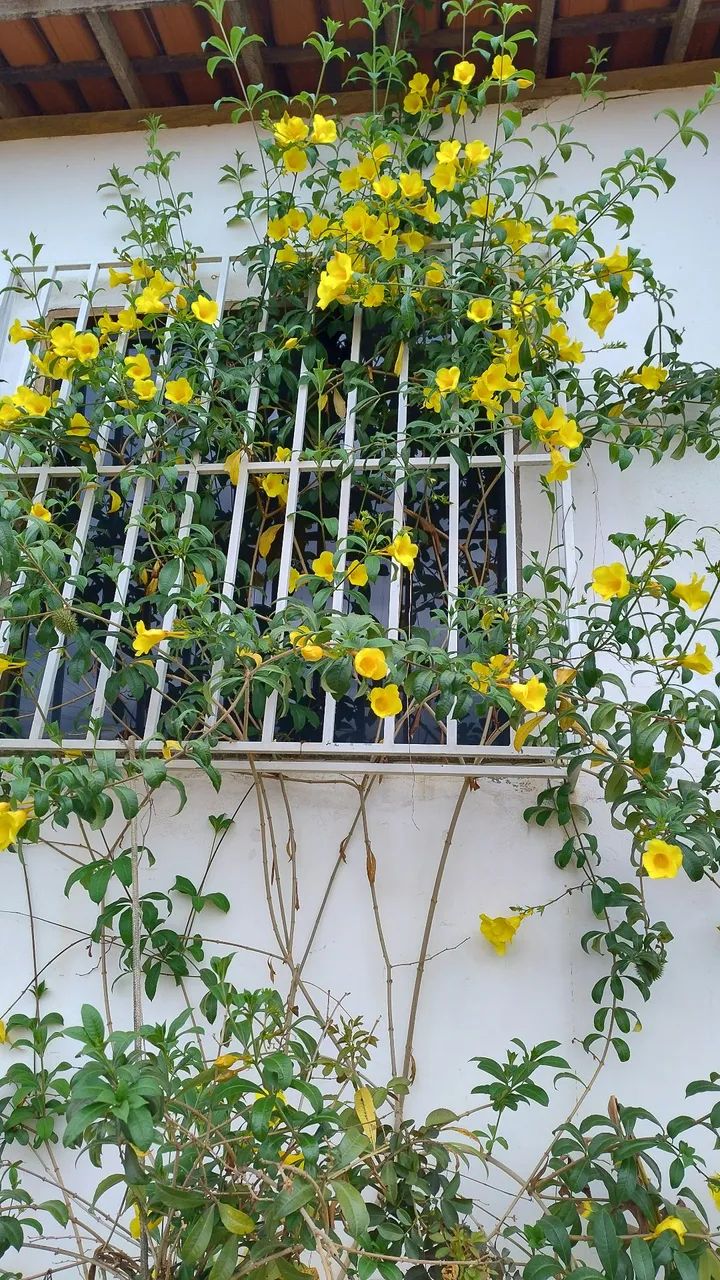 Sementes de Alamada - Foto 4