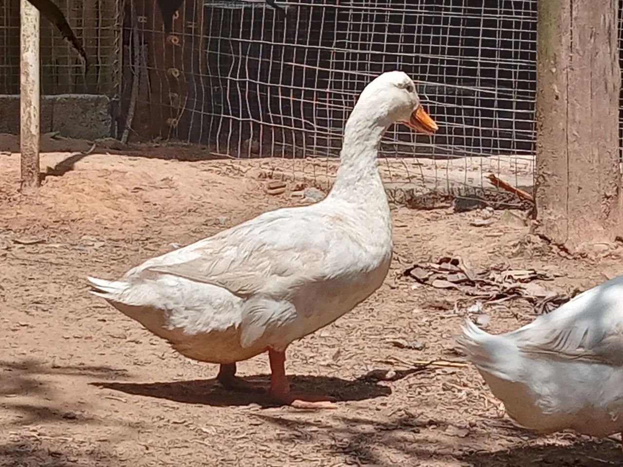 3 Marreco, marreca, Pequim  - Foto 4