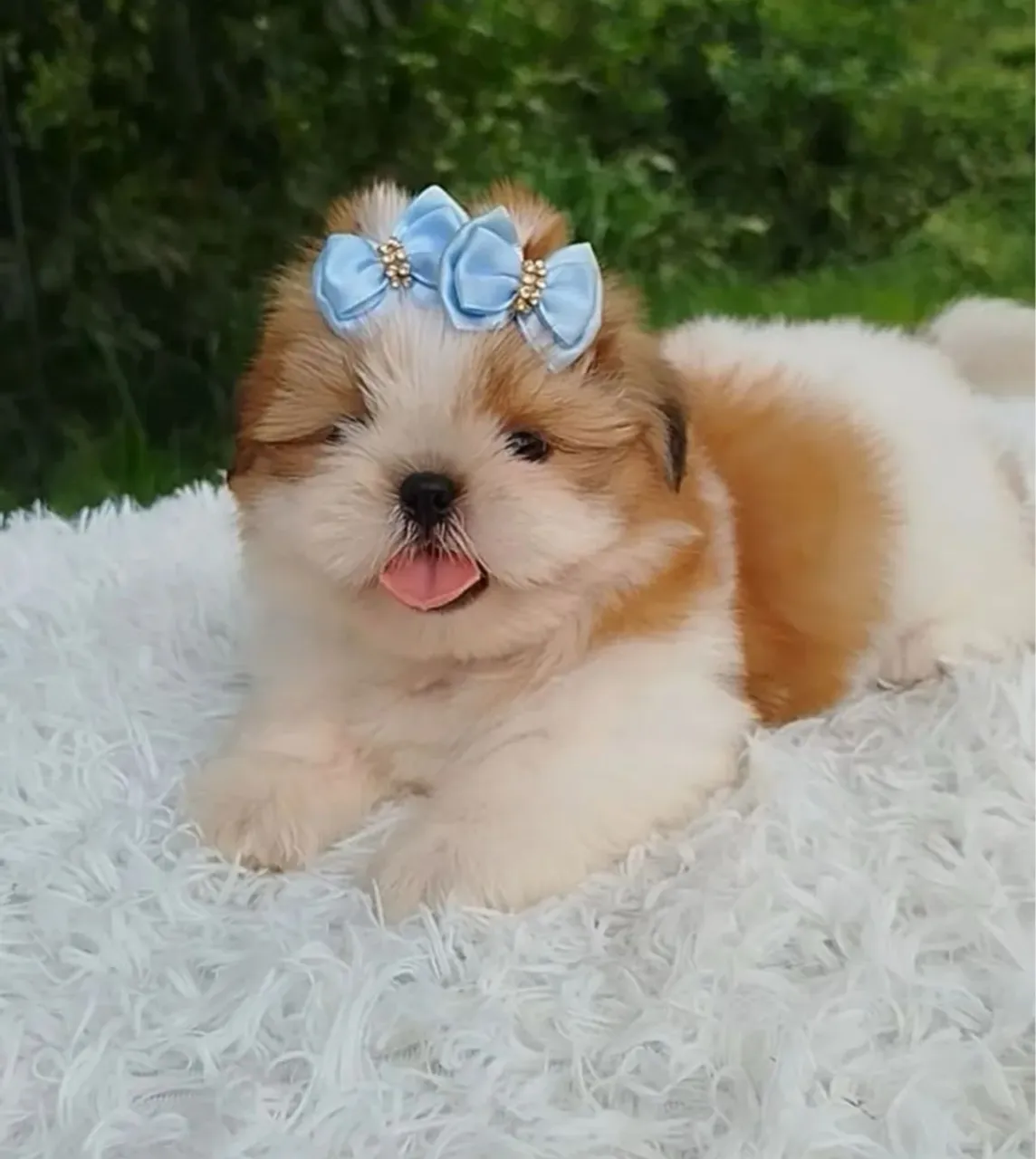 Filhote Shih Tzu mini com 48 dias