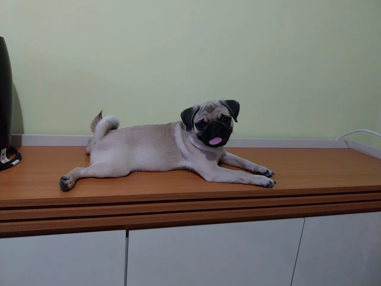 Charmosa e linda esta pequena pug.