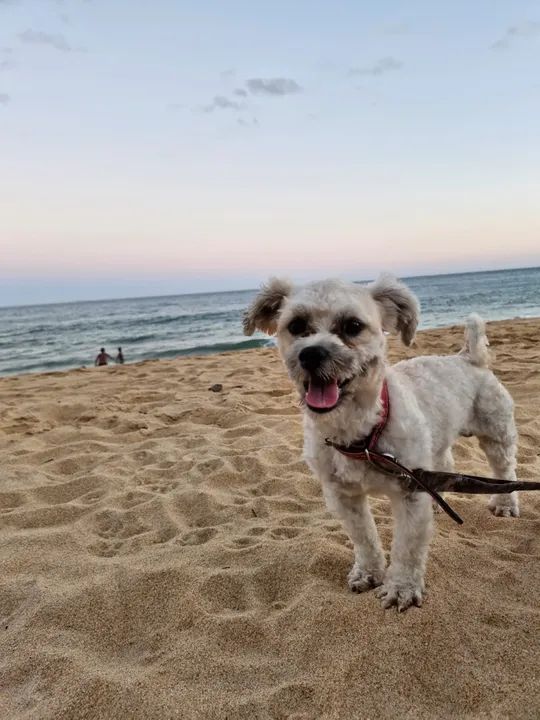 Cachorro pequeno e carinhoso para adoção