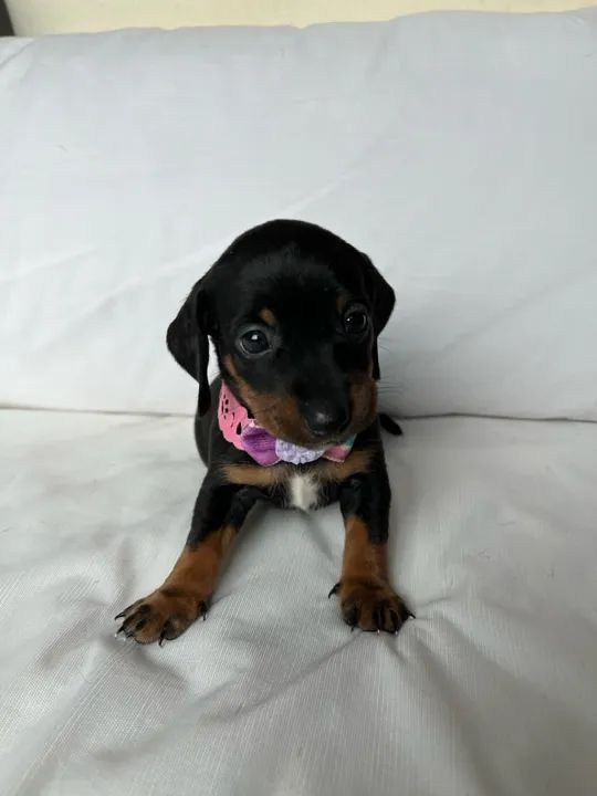 Filhotes de Dachshund puros - Lindos e saudáveis! - Foto 2
