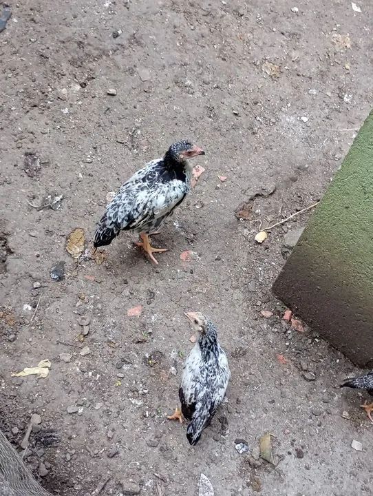 Pintos de raça pura - Foto 4