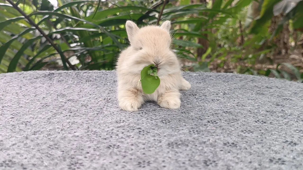 Netherland/ coelho anão  - Foto 2