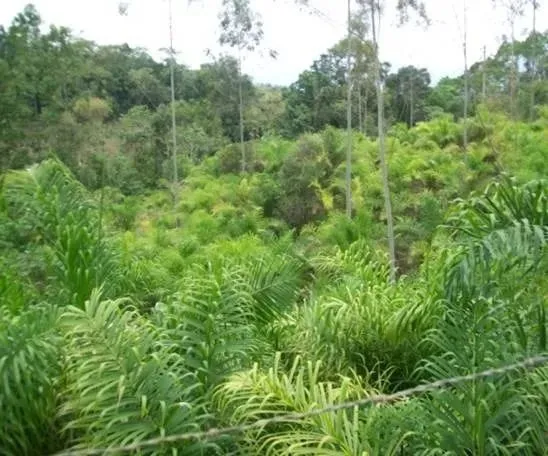 Área em Vila Fritiano