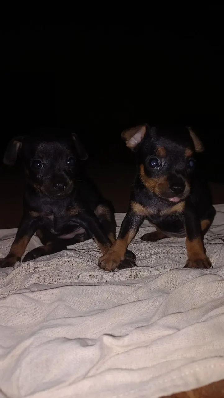 2 Pinscher fêmeas