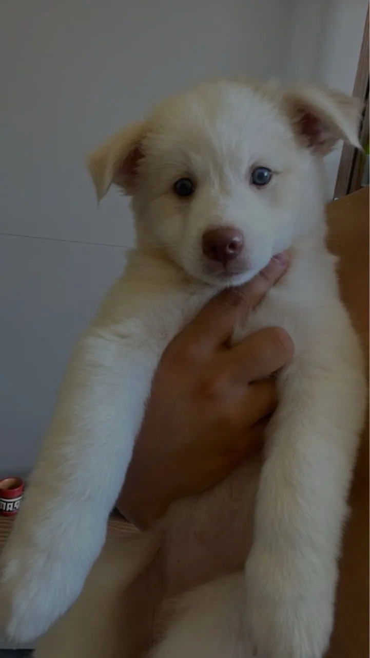Filhote fêmea de Husky Siberiano 
