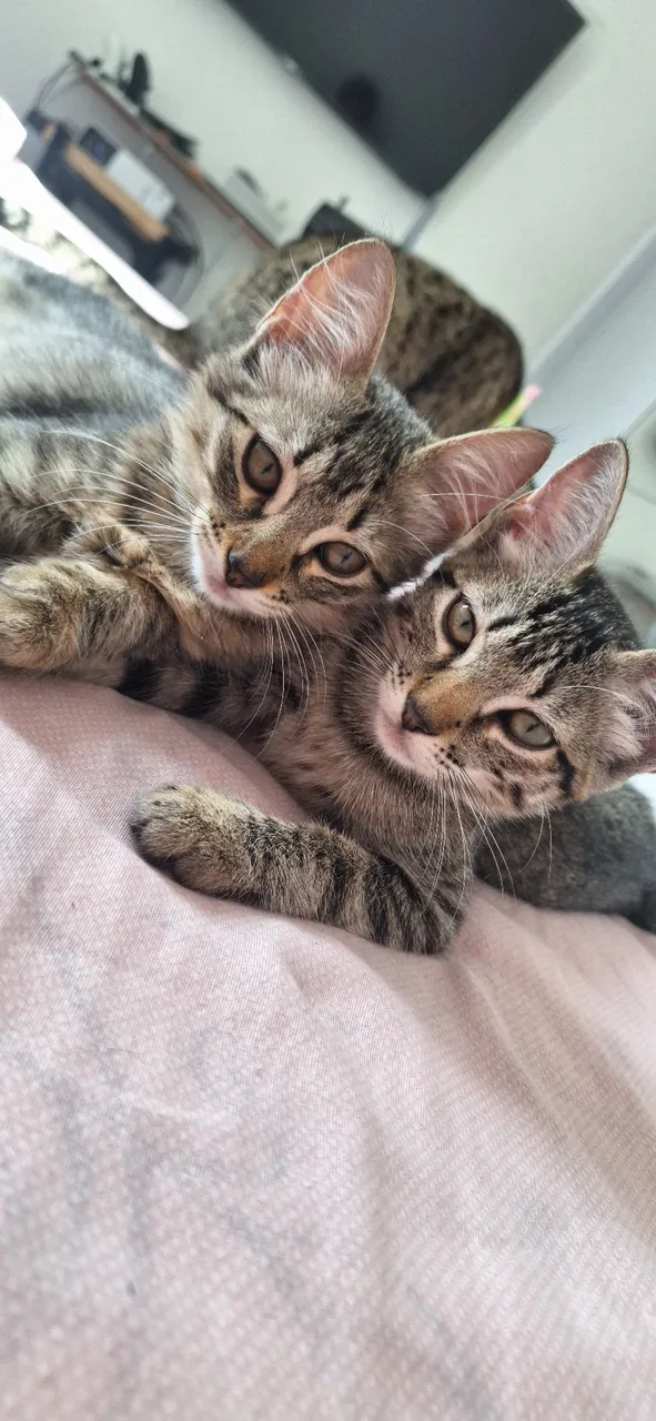 Gatinhos fofos para adoção