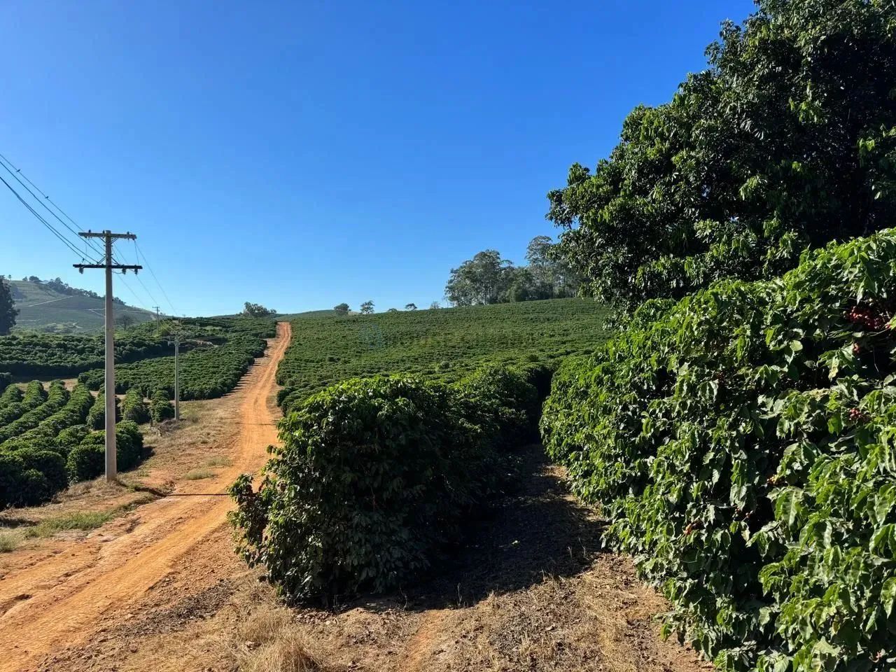 fazenda de café produtiva de 166,66 alqueres (399,984 hectares) no Município de - Foto 3