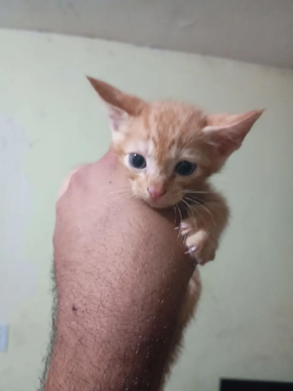 Gatinho Branco Fofo para Adoção - Foto 4